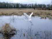 An egret takes to the air Saturday at the Ridgefield National Wildlife Refuge in Ridgefield, in the River &quot;S&quot; Unit.