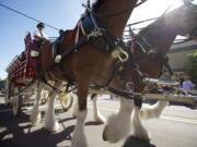 Budweiser's team of Clydesdales clops north on Main Street during a Thursday afternoon appearance in Vancouver. The team, in town for Saturday's Rose Festival Grand Floral Parade, will be on view at the Clark County Event Center at the Fairgrounds from 11 a.m. to 2 p.m. today and 10 a.m. to 12:30 p.m.