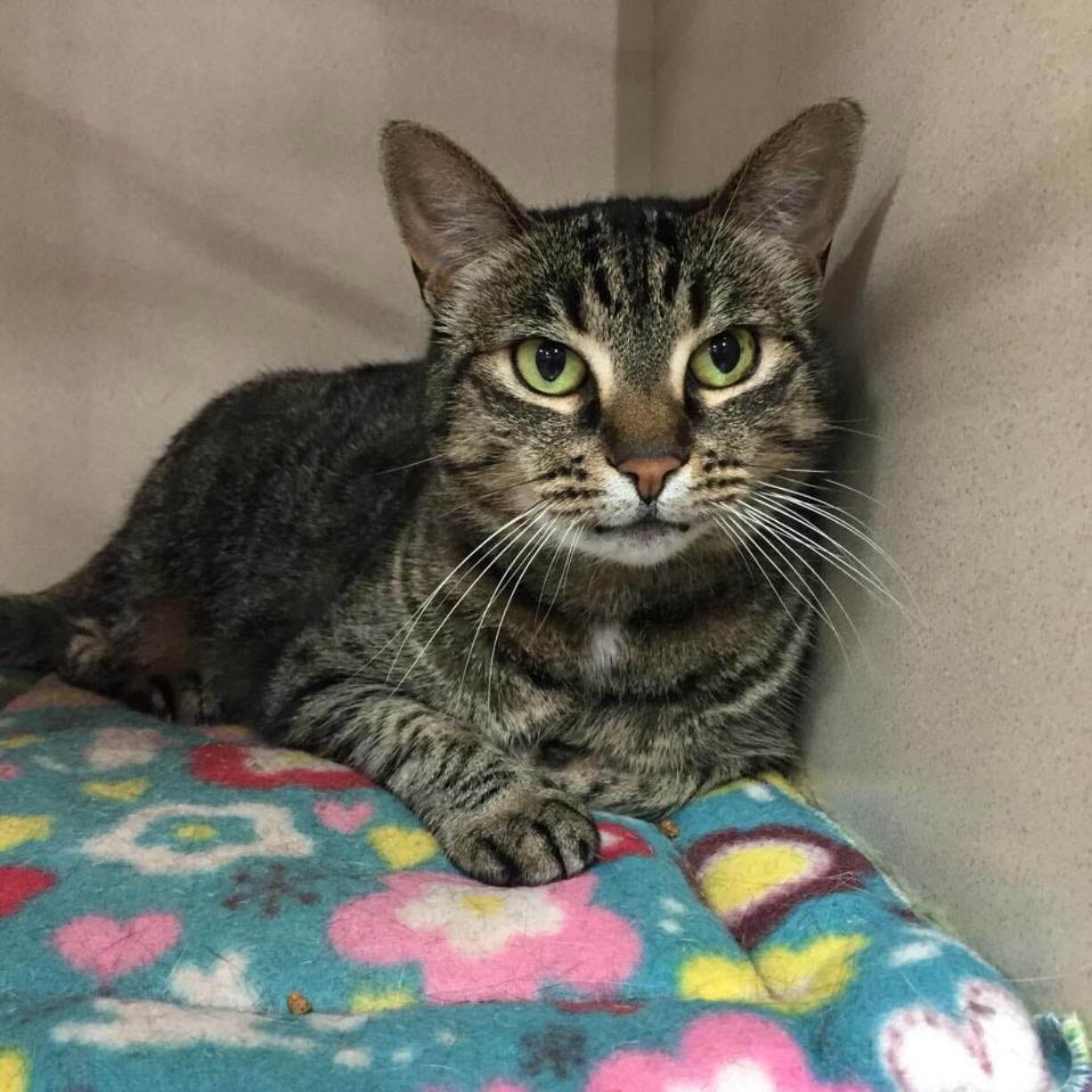 Bagley Downs: Cheech was recently adopted from ReTails Thrift Store, which is celebrating its one-year anniversary this month and has adopted about 100 cats since opening.