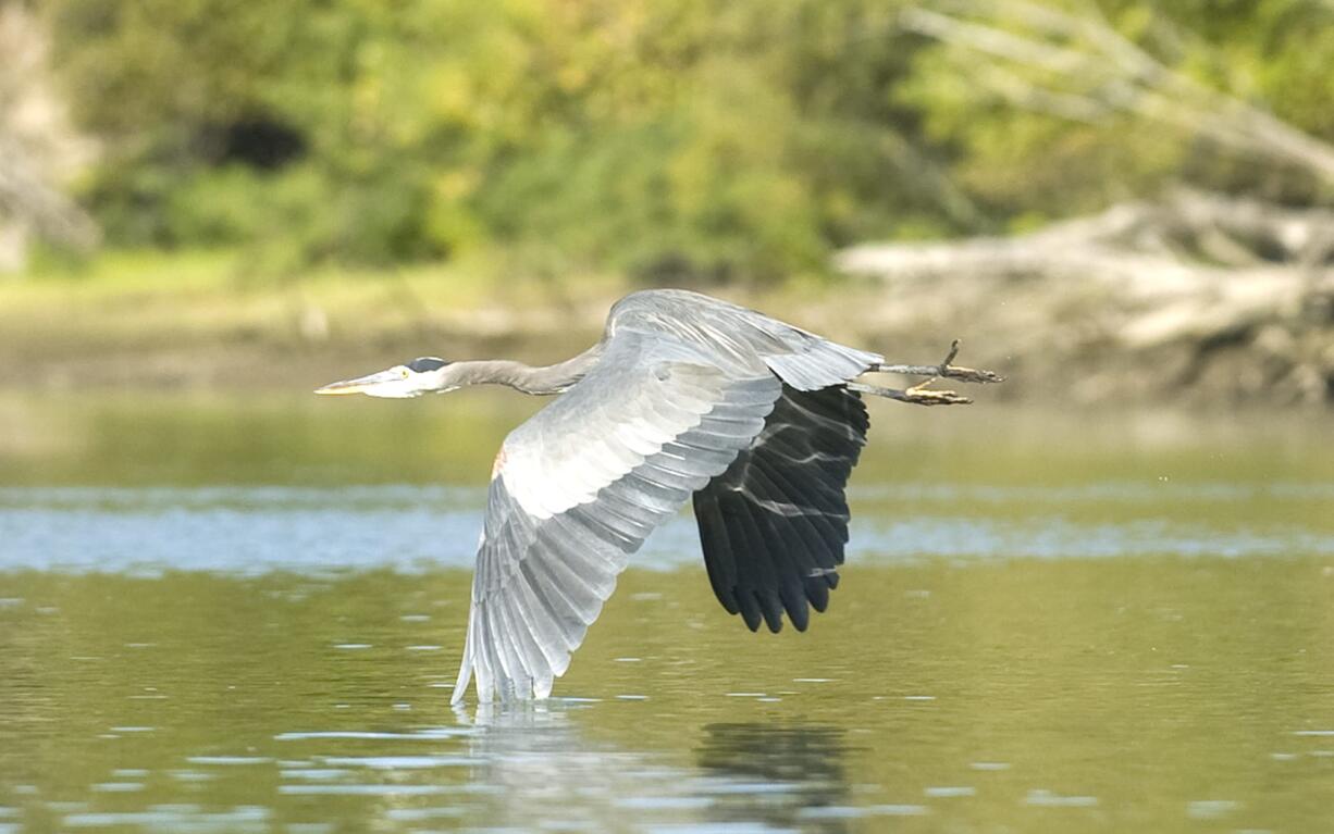 A Blue Heron takes flight from Lake River near Ridgefield.