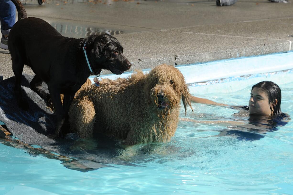 Alicia Pacheco, right, watches as "Xavi" gets a little push from a black lab as dozens of dogs chase balls in the pool at Lake Shore Athletic Club on Saturday. The event, the annual Doggie Dive, is a fundraiser for the Humane Society for Southwest Washington.
