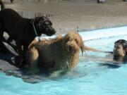 Alicia Pacheco, right, watches as "Xavi" gets a little push from a black lab as dozens of dogs chase balls in the pool at Lake Shore Athletic Club on Saturday. The event, the annual Doggie Dive, is a fundraiser for the Humane Society for Southwest Washington.