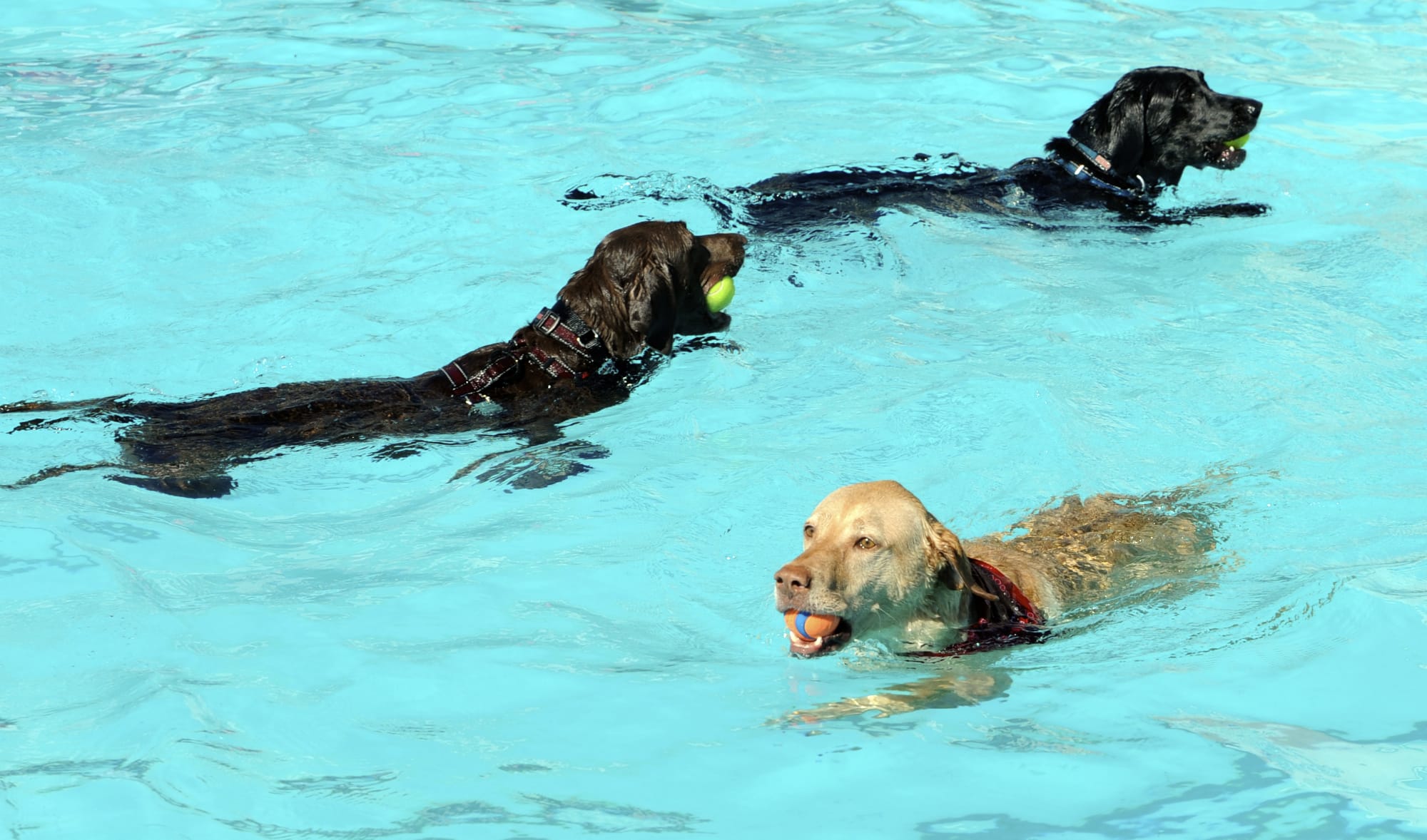 Three dogs swim around after retrieving tennis balls in the pools at Lake Shore Athletic Club. The event allows dogs to swim in the two outdoor pools before the club cleans the pools for the year.