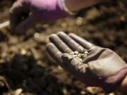 Kathy Fellabaum of Vancouver volunteers her time to plant seeds at Nicholson Commons community garden Friday.