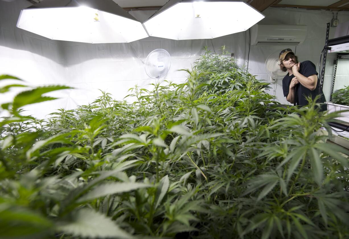 Grower Shane Wahl, 28, stands next to mother plants whose clippings will be used as plant starts at CannaMan Farms.