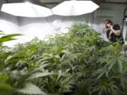 Grower Shane Wahl, 28, stands next to mother plants whose clippings will be used as plant starts at CannaMan Farms.