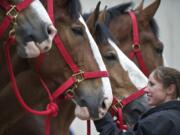 Trainer Dana Cook helps tend a Clydesdale draft horse, part of the famous Budweiser team.