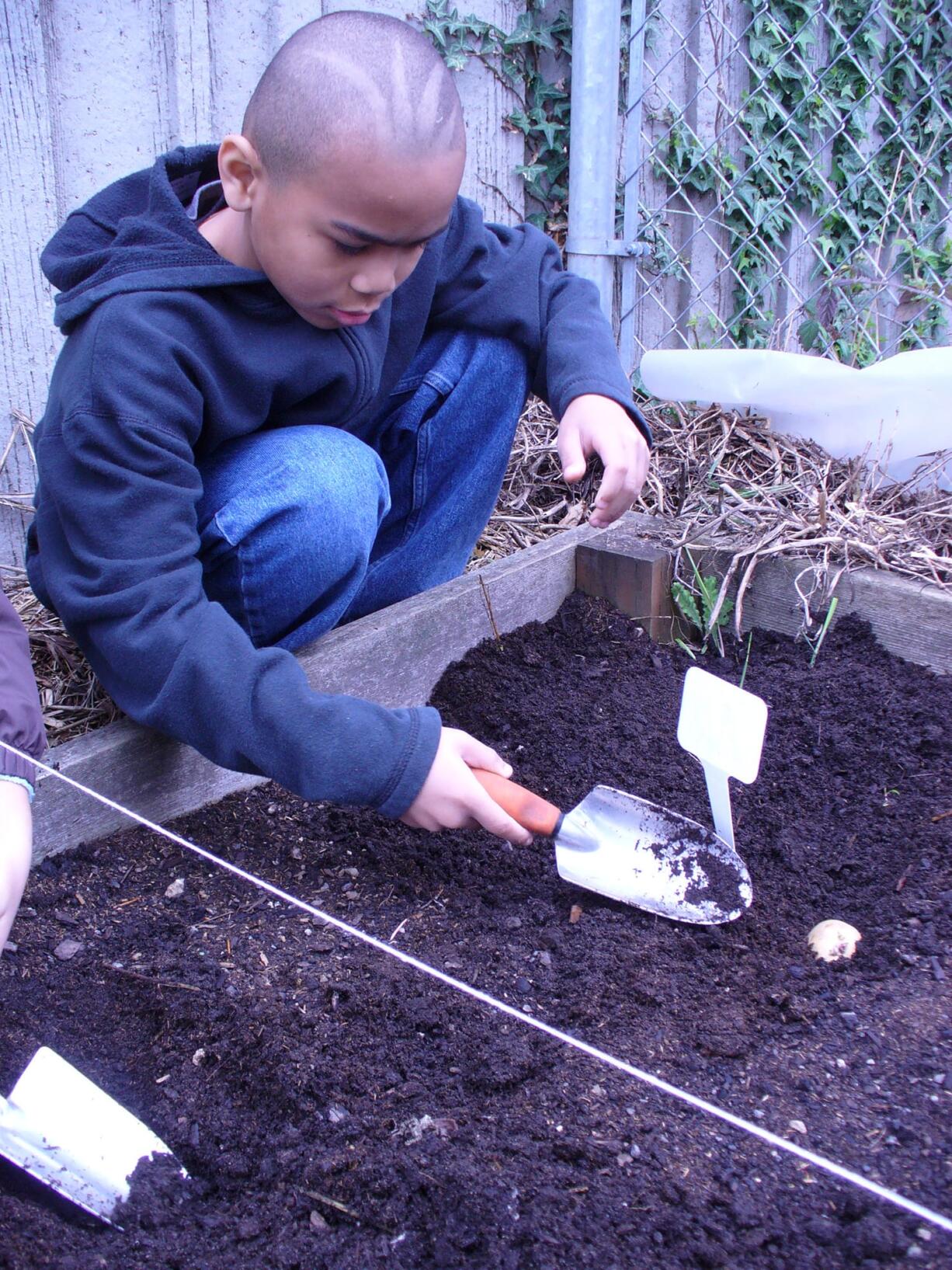 Hazel Dell: Third-grader Brandon Un plants potatoes at the Hazel Dell School and Community Garden during the annual Hazel Dell Elementary School Enrichment Fair on April 3.