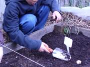 Hazel Dell: Third-grader Brandon Un plants potatoes at the Hazel Dell School and Community Garden during the annual Hazel Dell Elementary School Enrichment Fair on April 3.