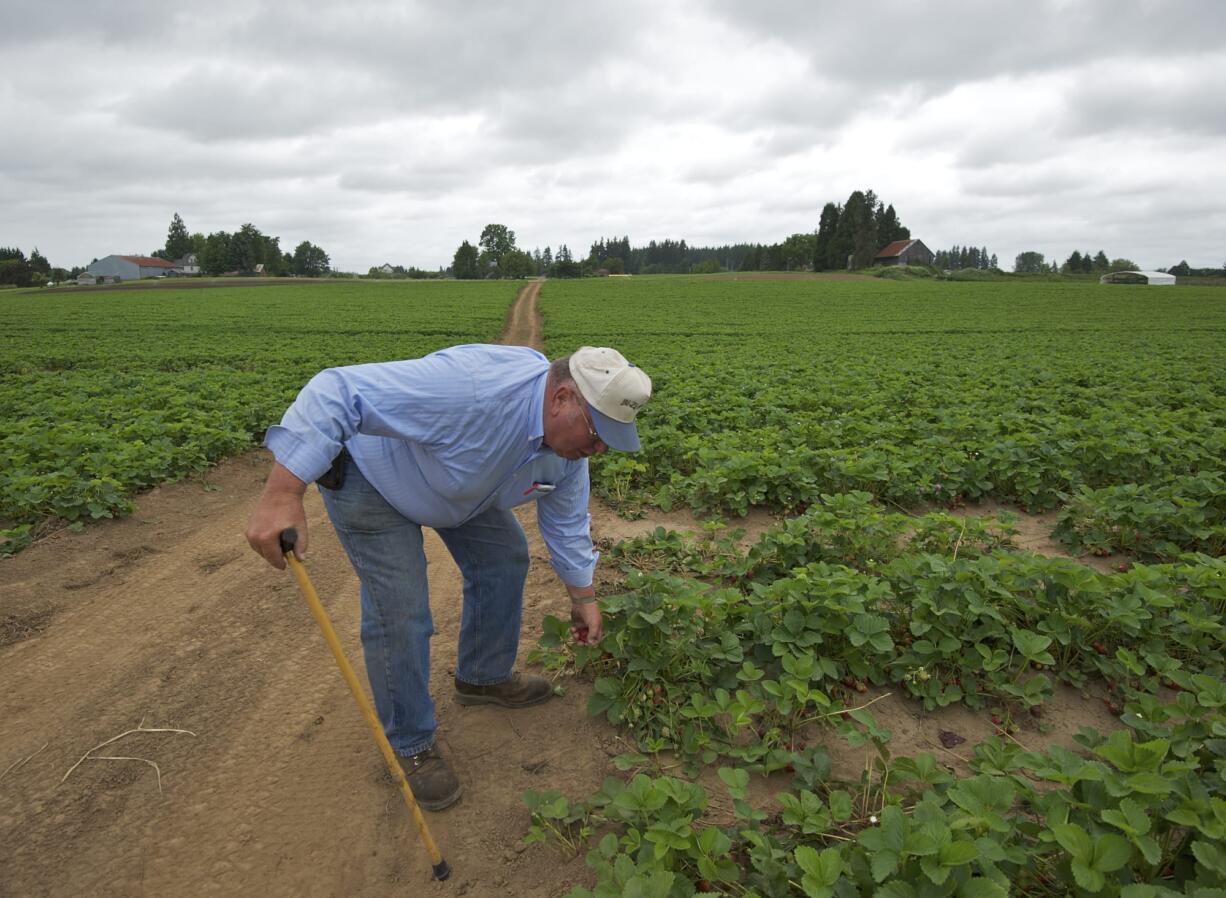 Bill Zimmerman picks a strawberry from his field at Bi-Zi Farms on Tuesday.