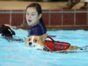 Cheddar, a 3-year-old Welsh corgi, was one of dozens of dogs that splashed in the Marshall Community Center pool Monday at the second annual Pooch Plunge in Vancouver.