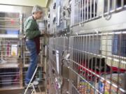 Catherine Costa helps clean cat cages at the Humane Society for Southwest Washington on Christmas Day.