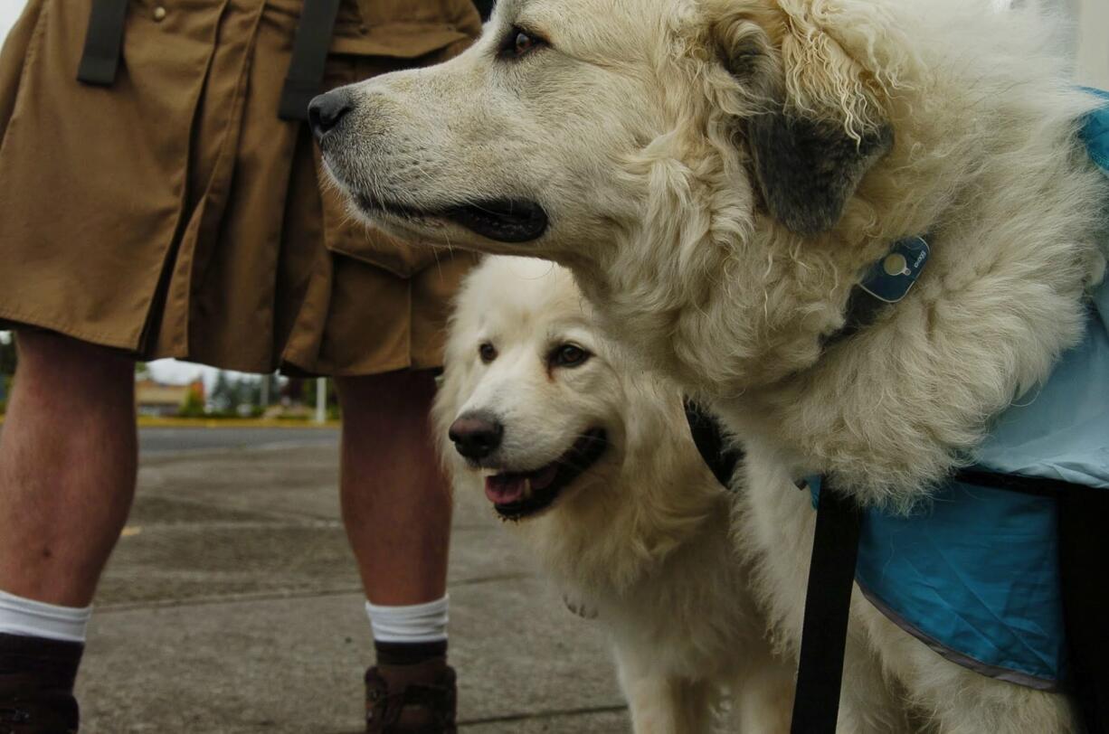 Indiana, right, and Hudson walk with their owner, Luke Robinson, to raise awareness about cancer in dogs and humans.