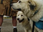 Indiana, right, and Hudson walk with their owner, Luke Robinson, to raise awareness about cancer in dogs and humans.