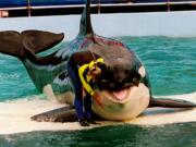 Trainer Marcia Hinton performs with Lolita in 1995 at the Miami Seaquarium in Miami.