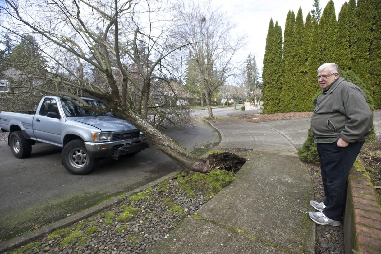 Larry Moen surveys the scene after his son's pickup, which was parked in front of the family's Fisher's Landing home, was damaged by a falling tree Tuesday. The  30-foot tree fell at some time between 9:45 and 10:15 a.m. Moen says he feels lucky that no one was hurt.