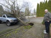 Larry Moen surveys the scene after his son's pickup, which was parked in front of the family's Fisher's Landing home, was damaged by a falling tree Tuesday. The  30-foot tree fell at some time between 9:45 and 10:15 a.m. Moen says he feels lucky that no one was hurt.