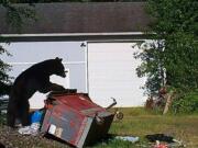 A bear was caught on a game camera knocking over a dumpster and rummaging through the trash at a home in east Washougal.