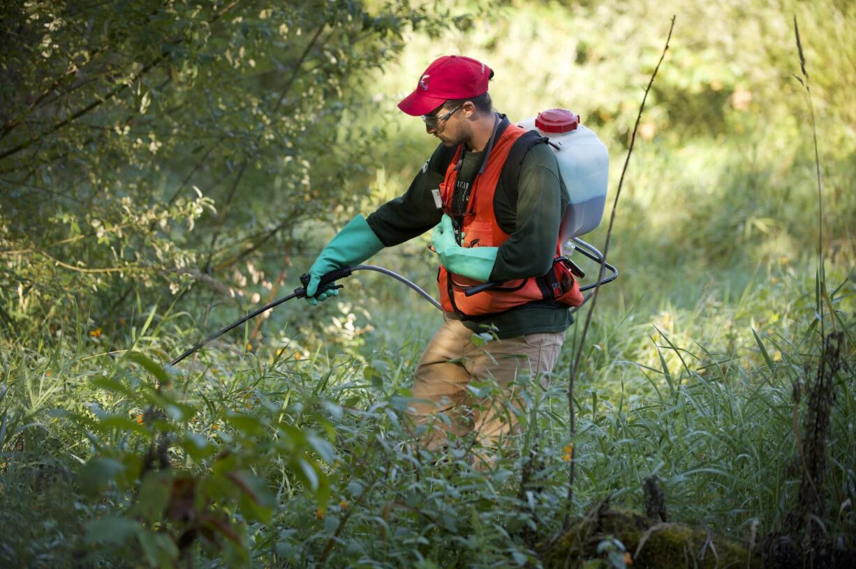 StreamTeam intern Tyler Prehn sprays knotweed along Salmon Creek. Stream Stewards go through an extensive training program with Clark Public Utilities so they can perform this sort of volunteer work.