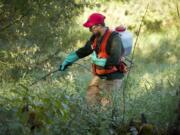 StreamTeam intern Tyler Prehn sprays knotweed along Salmon Creek. Stream Stewards go through an extensive training program with Clark Public Utilities so they can perform this sort of volunteer work.