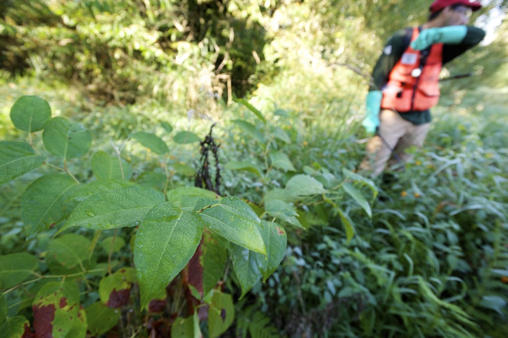 StreamTeam intern Tyler Prehn sprays knotweed, an invasive species found in Clark County wetlands.