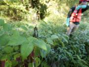 StreamTeam intern Tyler Prehn sprays knotweed, an invasive species found in Clark County wetlands.