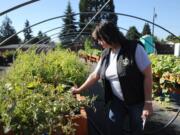 Clark County Corrections Work Crew program manager Lisa Biffle looks over the raised beds Thursday at the Veterans Community Garden. The beds were built 36 inches high so people in wheelchairs could reach them.