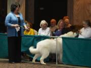 Zeus pokes his head through the fence to visit with the audience -- to the amusement of his owner, Coley Pillette -- during the rescue dog parade in the Red Lion ballroom.