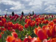 People visit the fields of tulips at Holland America Bulb Farm in Woodland on April 6.