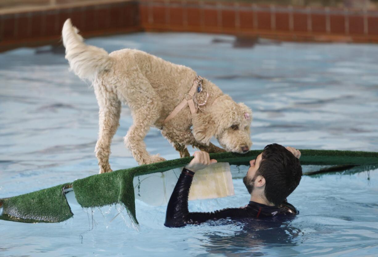 &quot;Fitzy&quot; a 3 year old retriever-poodle mix gets help from pool employee Thomas Ikehara at the third annual Pooch Plunge at the Marshall Community Center.