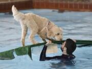 &quot;Fitzy&quot; a 3 year old retriever-poodle mix gets help from pool employee Thomas Ikehara at the third annual Pooch Plunge at the Marshall Community Center.