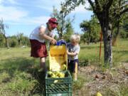 Jane Kleiner, left, helps 2 1/2 -year-old son Jake unload his dump truck while harvesting pears and cleaning up fallen fruit at Foley Park in Felida on Aug.