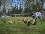 Jennifer Van Wey tends a flock of chickens at Quackenbush Farm in Ridgefield.