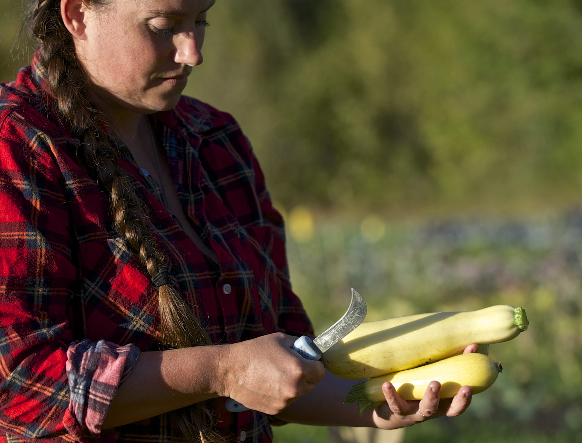 Zachary Kaufman/The Columbian
Jennifer Van Wey harvests cube of butter squash this week at Quackenbush Farm in Ridgefield. Vancouver's warmest summer on record has produced good results for fruit and vegetable growers across Clark County this year.