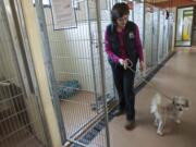 Carmen LeBlanc, supervisor of animal health and behavior at the Humane Society for Southwest Washington, works April 14 with Rover, who can be aggressive when he is moved from his position, such as in a chair or sofa.