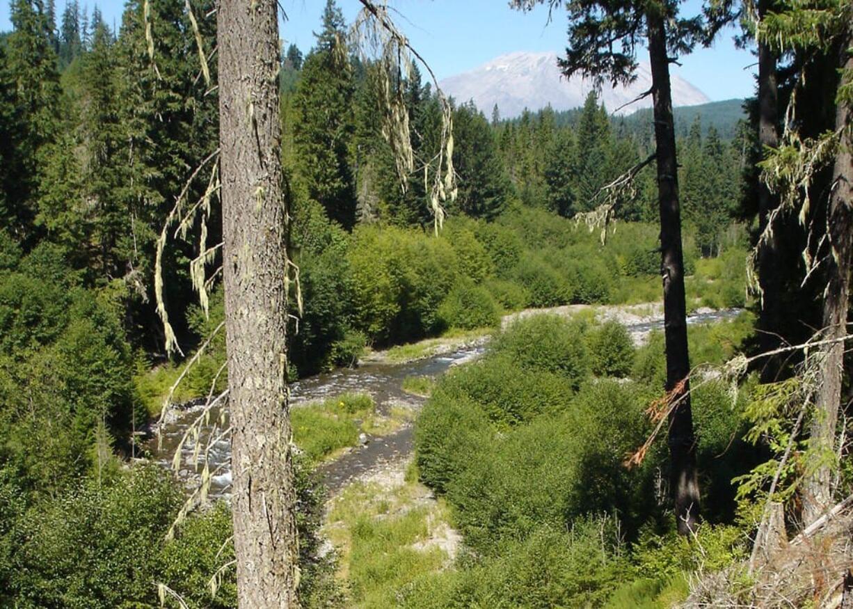 In 2013, Columbia Land Trust purchased about 2,300 acres of land on the east side of Pine Creek near Mount St. Helens. The Vancouver-based nonprofit on Monday announced a conservation easement and purchase that will together secure another 3,000 acres west of Pine Creek.