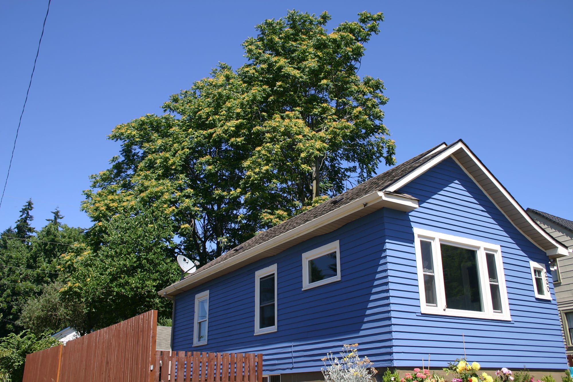 These trees have an interesting history in Chinese culture, but they're considered noxious weeds in the U.S. They're known to spread fast and grow well in tough urban landscapes.