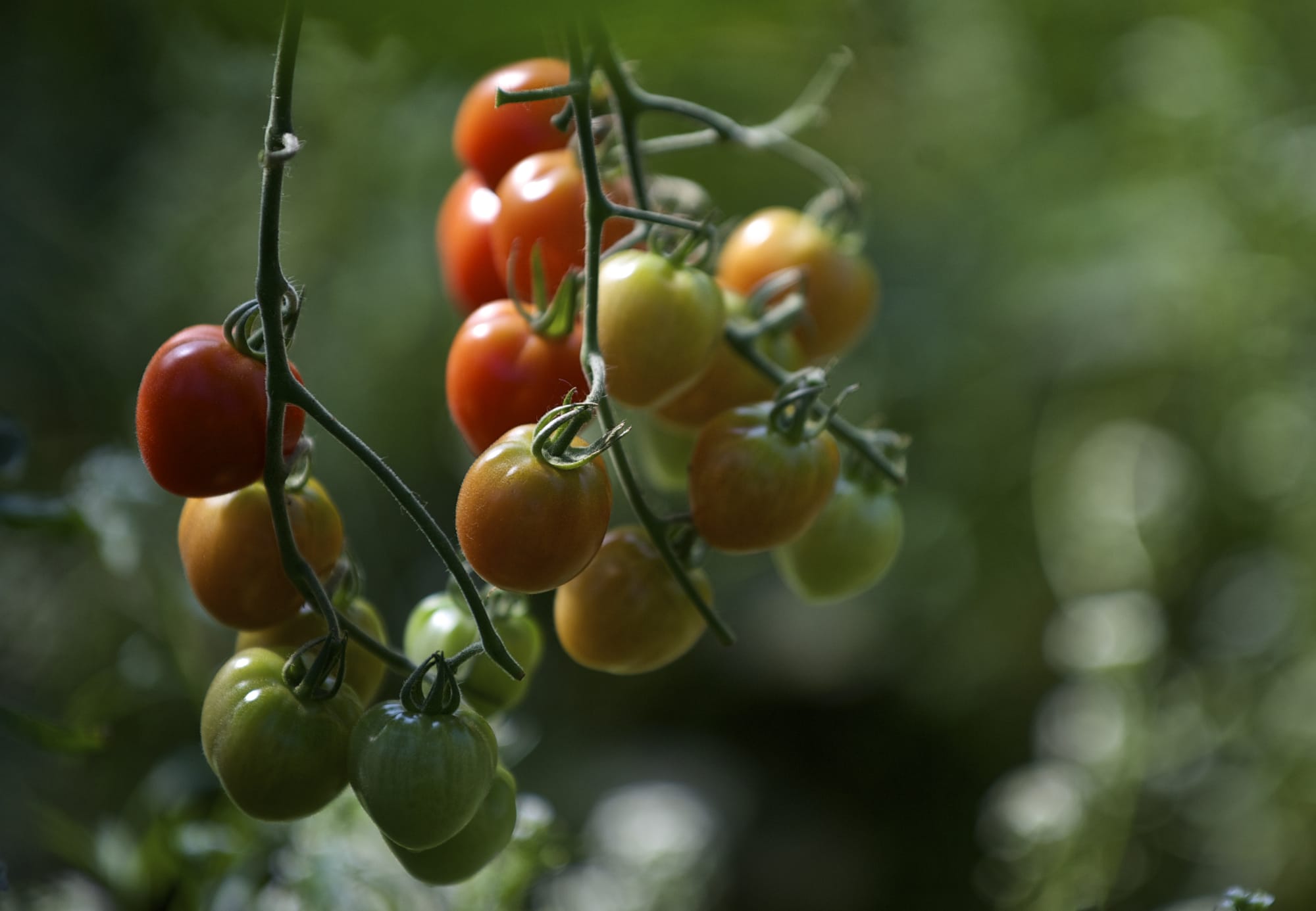 Zachary Kaufman/The Columbian
Jeff and Kathleen Booren have planted 135 tomato plants, of four varieties, at Foxfire Farm. Tomatoes are the most profitable of their fruit and vegetable products.