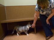 Spay-and-neuter programs have helped greatly reduce the number of cats left annually at the Humane Society for Southwest Washington.