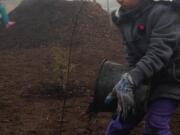 Burnt Bridge Creek: King Elementary School kindergartner Rosemary Peraza, 5, helps out during a volunteer tree-planting day on Martin Luther King Jr.