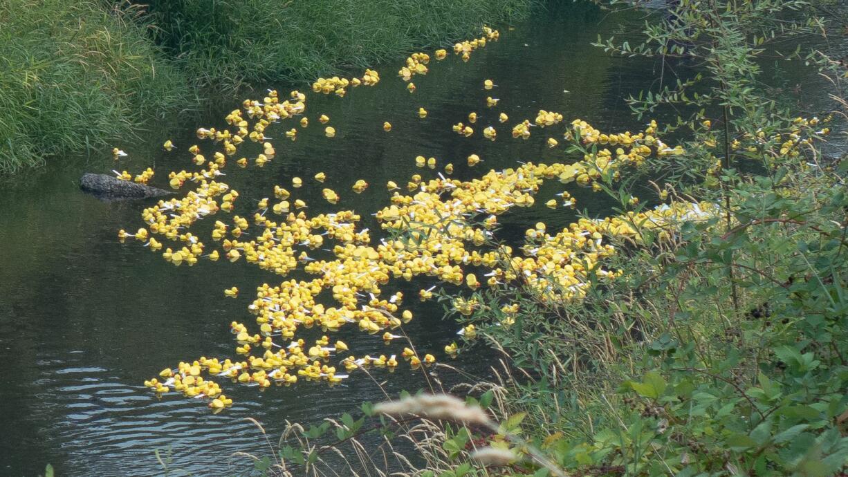 Salmon Creek: The Vancouver Lions hosted their third annual Duck Derby and raised more than $3,000 for the Northwest Association of Blind Athletes.