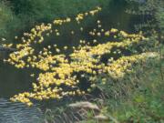 Salmon Creek: The Vancouver Lions hosted their third annual Duck Derby and raised more than $3,000 for the Northwest Association of Blind Athletes.