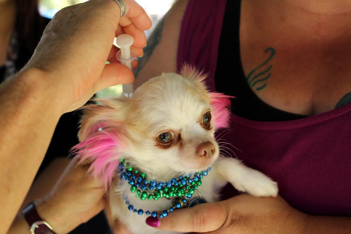 Esther Short: At the Peace and Justice Fair on Sept. 12, Furry Friends put microchips in six dogs, including one colorful chihuahua.