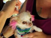 Esther Short: At the Peace and Justice Fair on Sept. 12, Furry Friends put microchips in six dogs, including one colorful chihuahua.