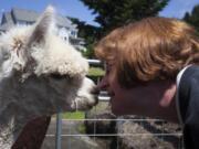 Ruth Gohl connects with one of her and her husband Darylis alpacas at Columbia Mist Alpaca farm on Sunday.  The couple was shearing their own alpacas, around 70, and those of three other owners.