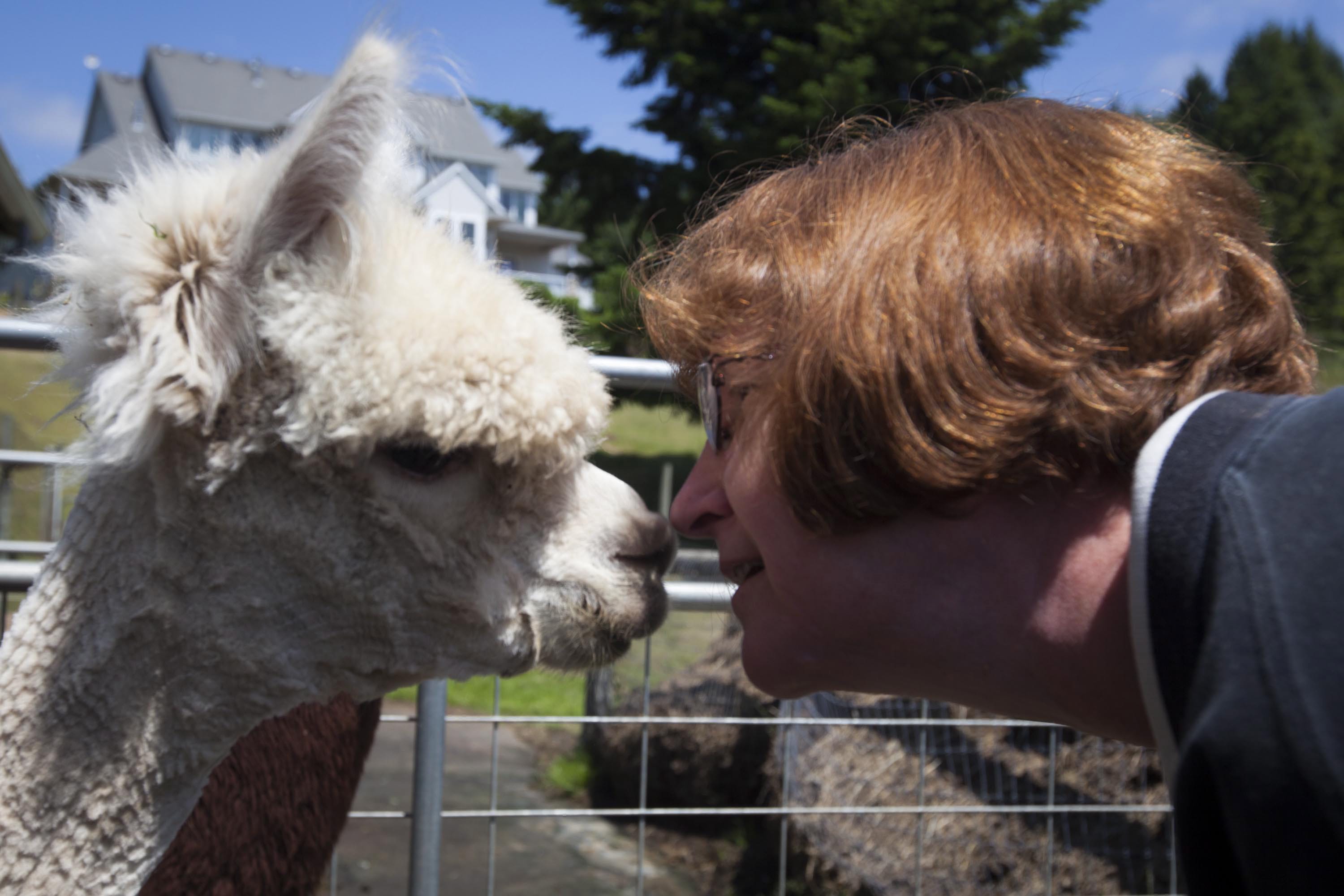 Timber View Farm Alpacas