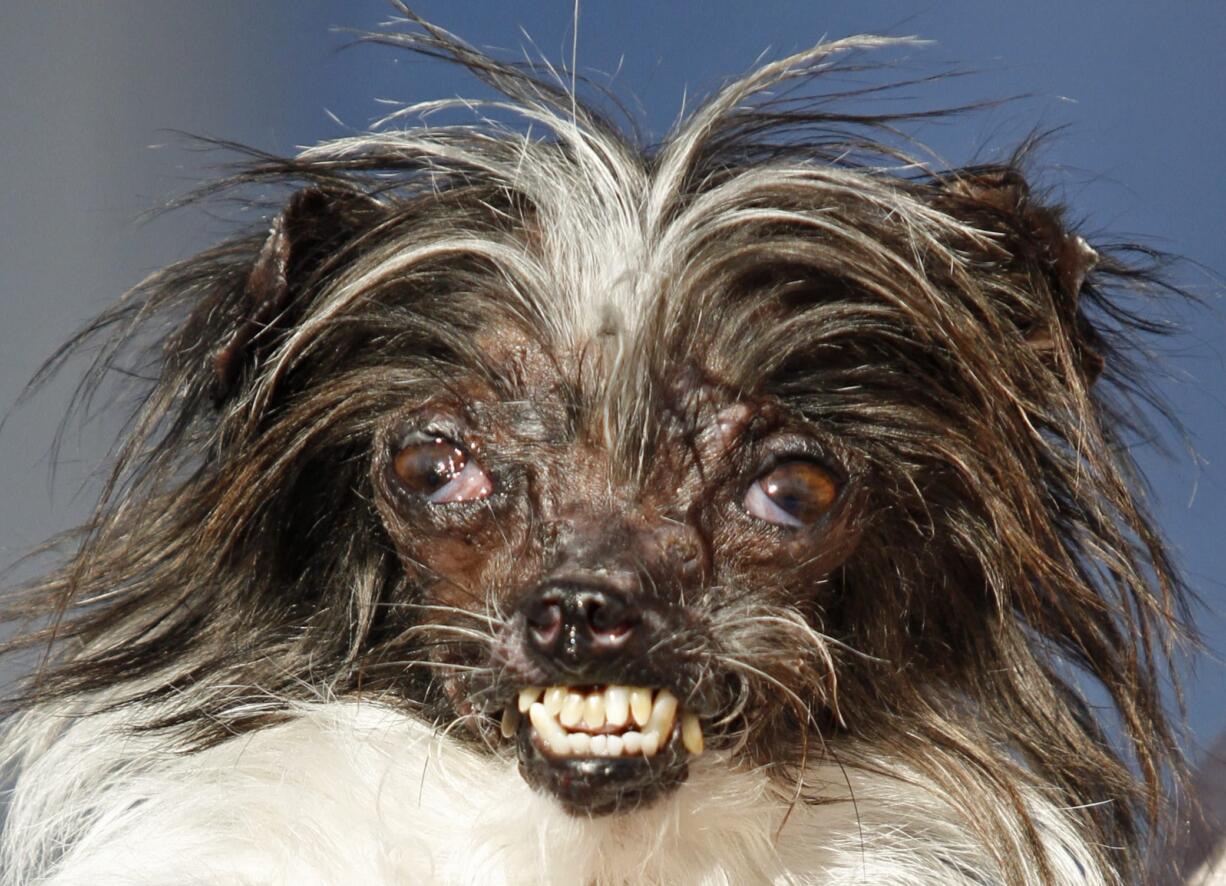 Peanut, a two-year-old mutt is held by Holly Chandler, the owner after winning the Worldu2019s Ugliest Dog Contest on Friday at the Sonoma-Marin Fair in Petaluma, Calif.