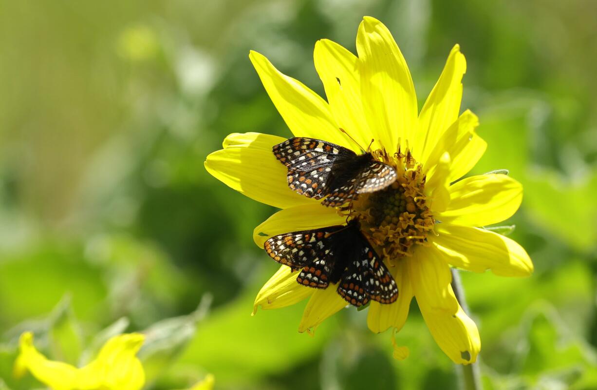 A pair of Taylor's checkerspot butterflies rests on a Puget balsamroot flower on a prairie area used for live-fire exercises at Joint Base Lewis-McChord.