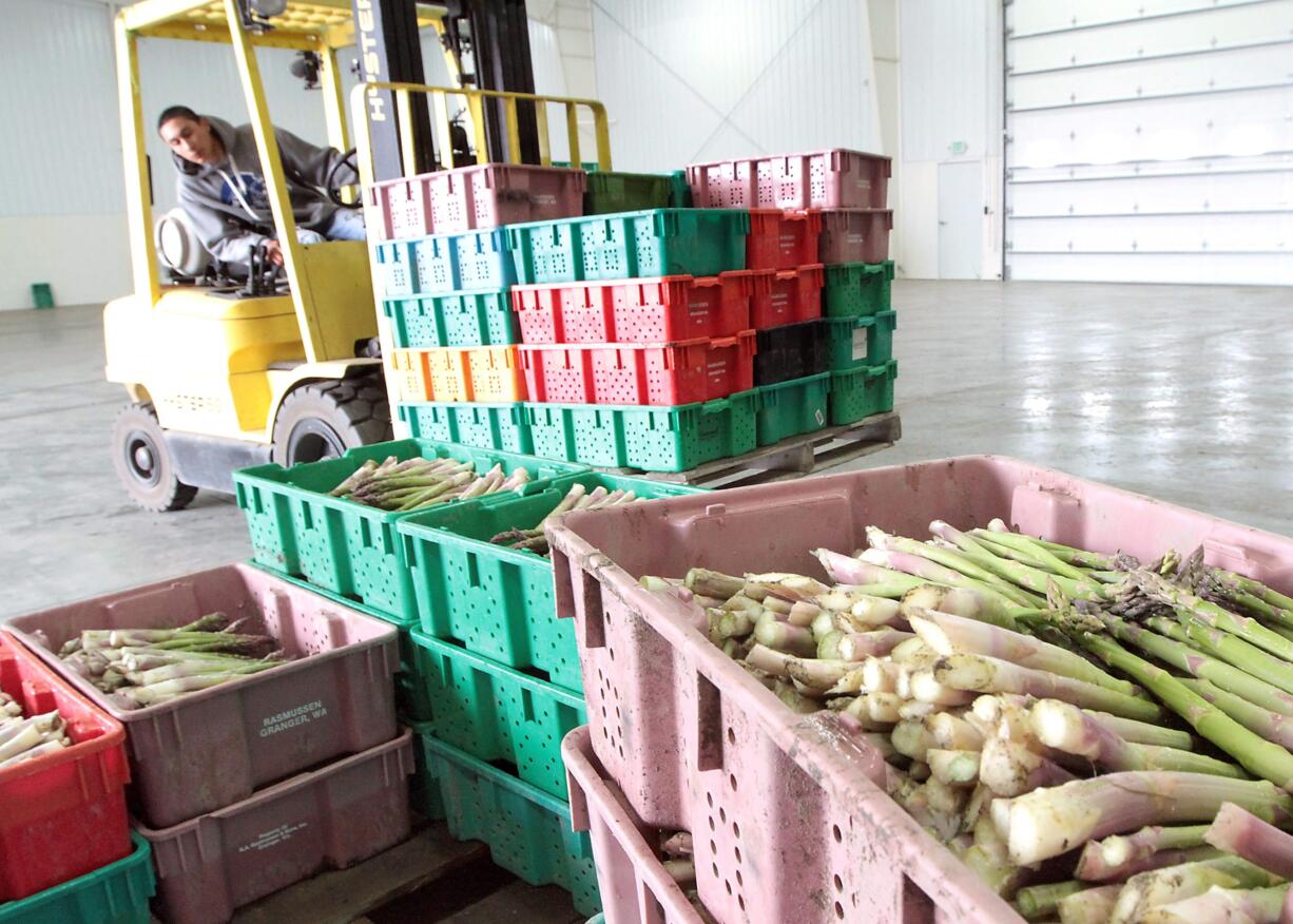 Roberto Rosales, 18, lines up a forklift loaded with a pallet of freshly harvested asparagus to the scales Thursday at the Middleton Six Sons Farms warehouse on the Pasco-Kahlotus Highway.