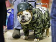 Tank, owned by Duane Smith of Des Moines, Iowa, waits to be judged Sunday during the 36th annual Drake Relays Beautiful Bulldog Contest in Des Moines.